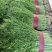 茴香，精品茴香，扁杆，颜色好，各种包装可选，欢迎采购