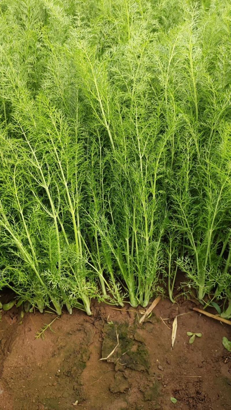 茴香，精品茴香，扁杆，颜色好，各种包装可选，欢迎采购