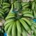 云南红河河口香蕉原产地香蕉质量有保障，老板也可以到产地看