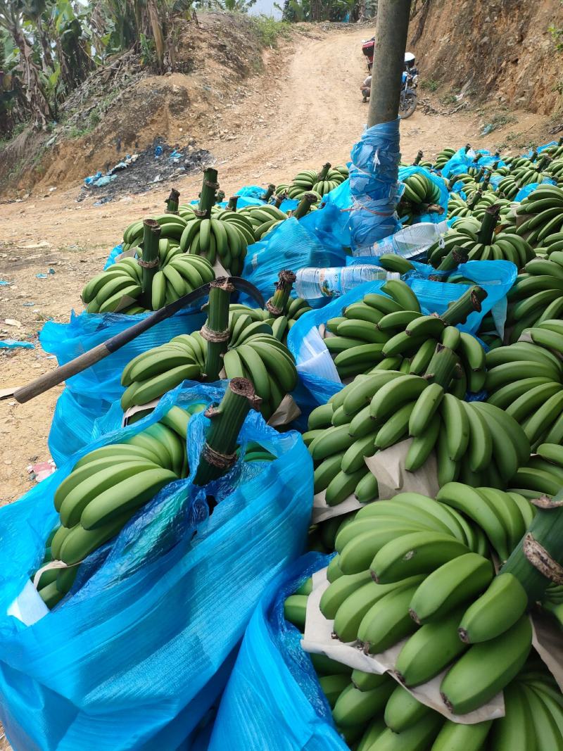 云南红河河口香蕉原产地香蕉质量有保障，老板也可以到产地看