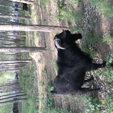 纯种黑山羊：转让调换均可