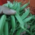 甜豆甜豌豆甜蜜豆精品珍宝豆甜豆荷兰豆珍宝豆甜豆加工货源