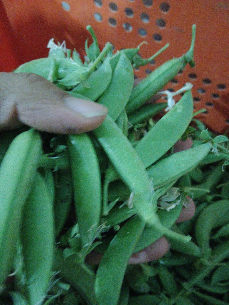 甜豆甜豌豆甜蜜豆精品珍宝豆甜豆荷兰豆珍宝豆甜豆加工货源