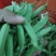 甜豆甜豌豆甜蜜豆精品珍宝豆甜豆荷兰豆珍宝豆甜豆加工货源