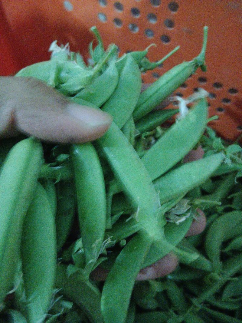 甜豆甜豌豆甜蜜豆精品珍宝豆甜豆荷兰豆珍宝豆甜豆加工货源