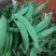 甜豆甜豌豆甜蜜豆精品珍宝豆甜豆荷兰豆珍宝豆甜豆加工货源