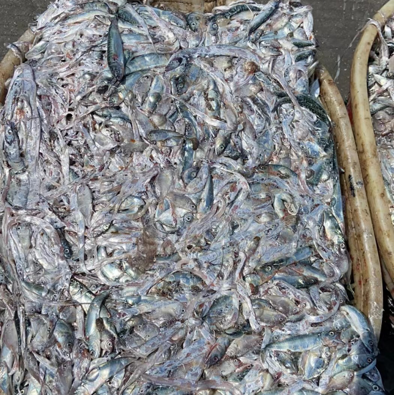 杂鱼饲料16斤下盘