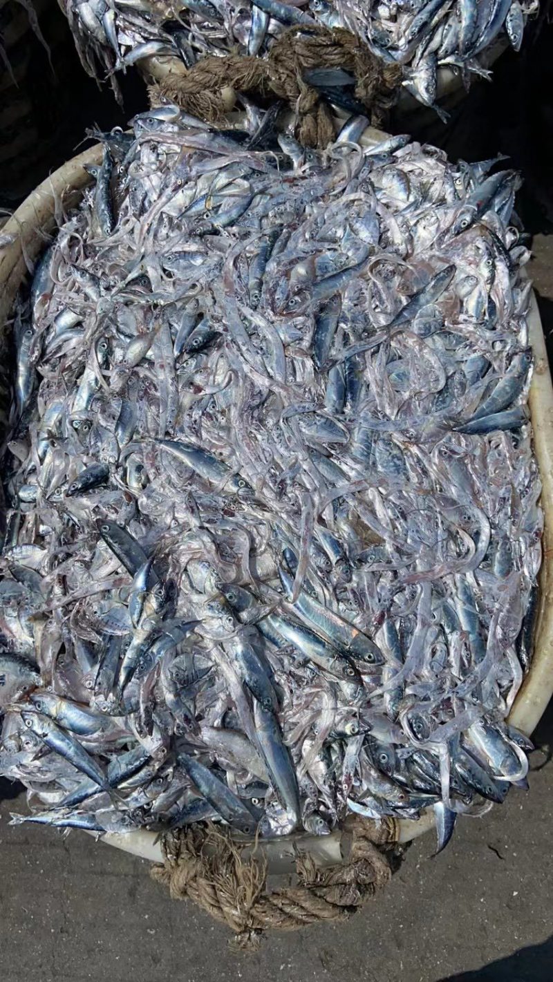 杂鱼饲料16斤下盘
