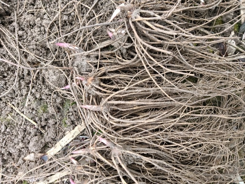 苍术种苗（关苍术），北苍术种苗，一年苗，二年苗