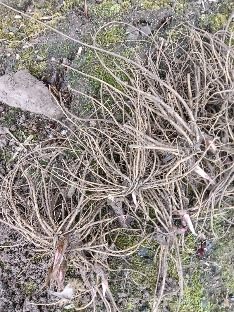 苍术种苗（关苍术），北苍术种苗，一年苗，二年苗
