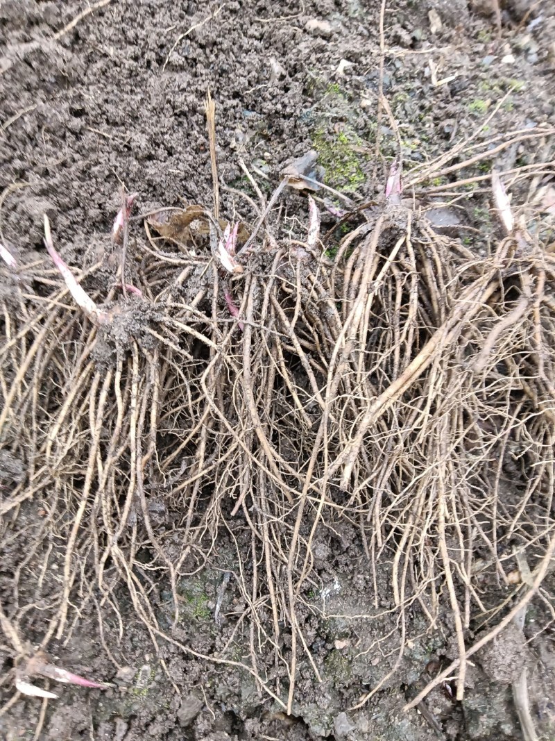 苍术种苗（关苍术），北苍术种苗，一年苗，二年苗