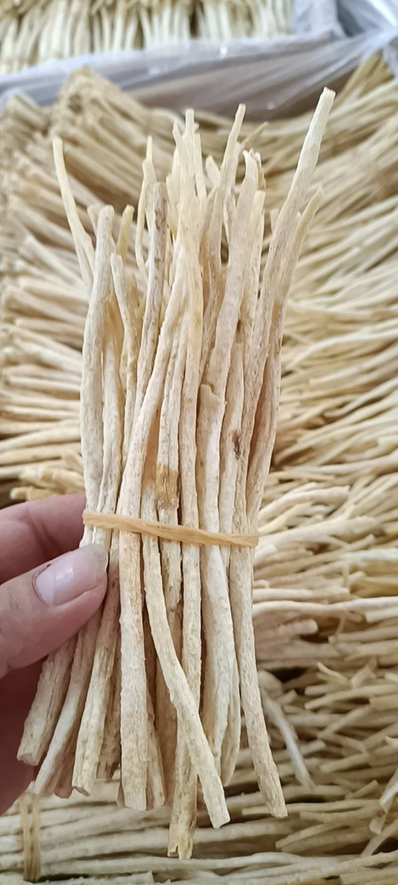 赤峰牛营子沙参