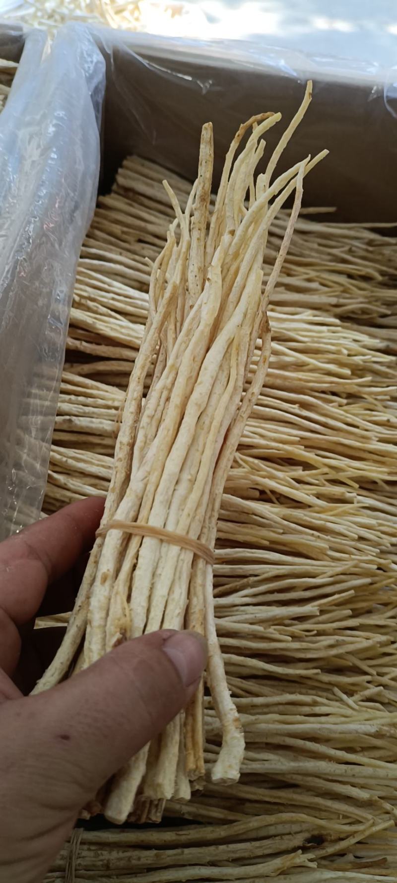 赤峰牛营子沙参
