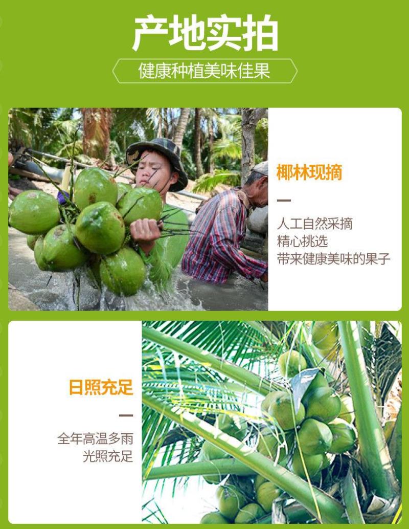 【只发泰国货】正宗奶香椰青9个装椰子新鲜水果批发赠开椰器