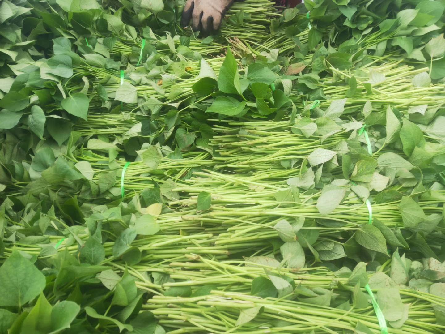龙沙宝石幼苗在育苗基地整齐排列,准备出货 龙沙宝石苗在育苗基地的种植场景