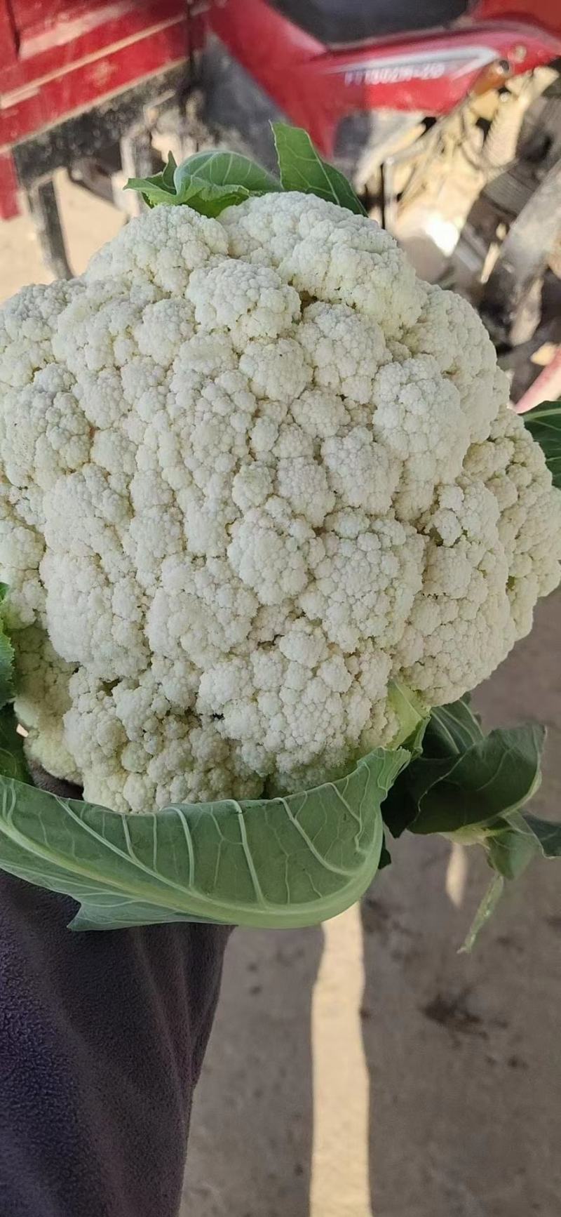 邯郸本地散花大量上市