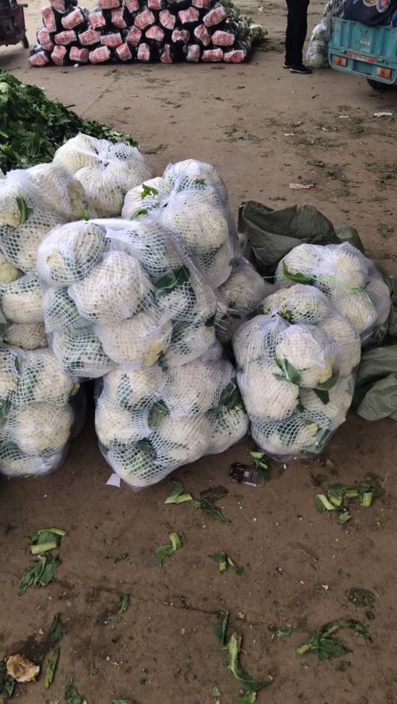 邯郸本地散花大量上市