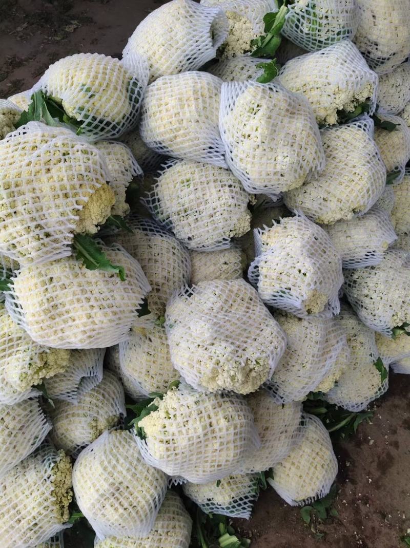 邯郸本地散花大量上市