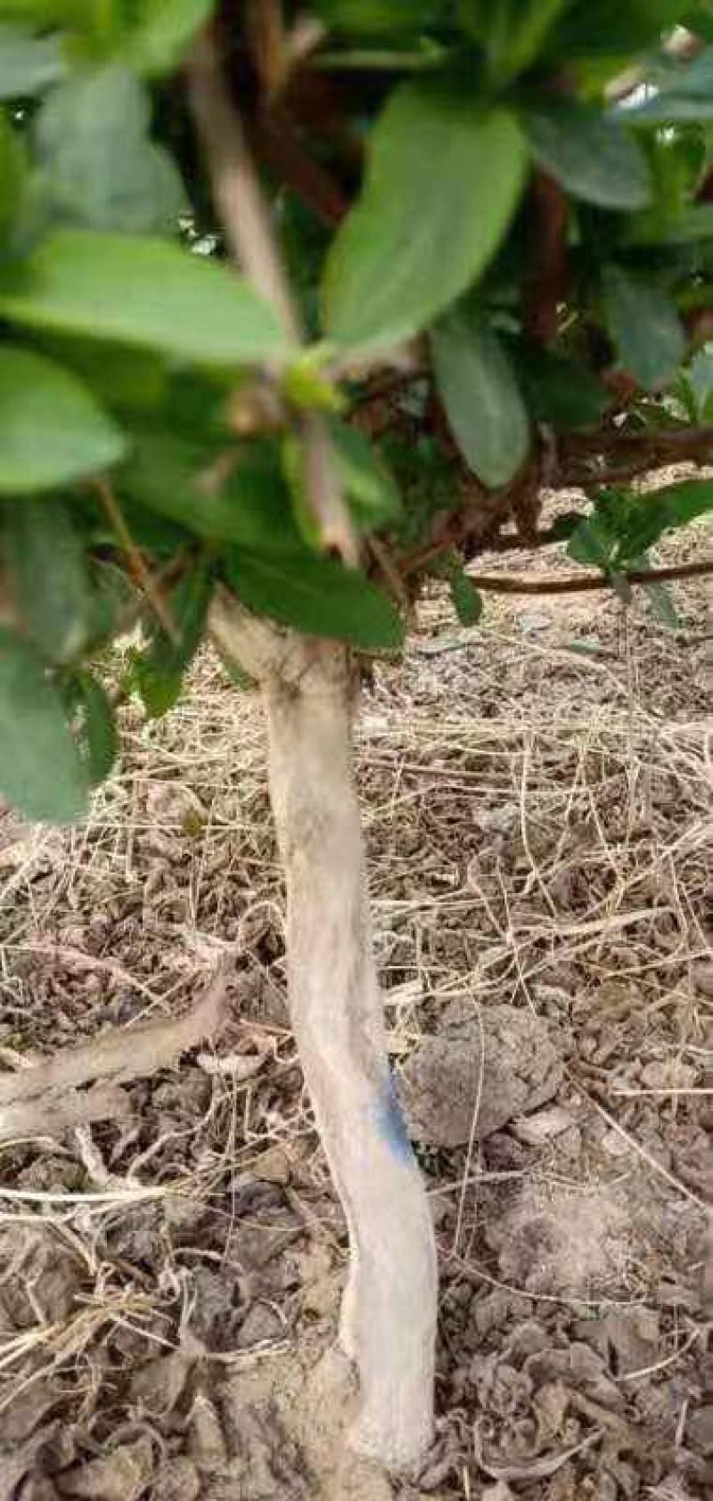 金银花小苗，大苗，老桩，量大规格多欢迎下单