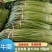 【新鲜】邳州红帽蒜苔，一首货源！产地直销！品质保障