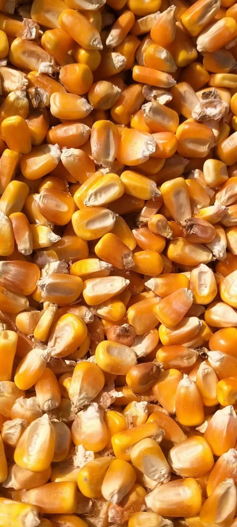 干玉米粒，现货10万吨，2730一吨到站价，一万吨起订，