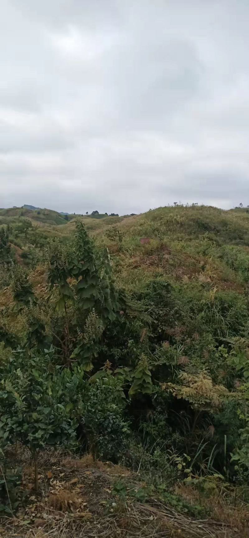 二千五亩岭地出租四十年250万一次性付清不能种安树种别的