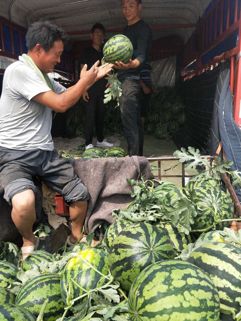 山东省泗水县甜王西瓜大量上市成熟度高个头适中