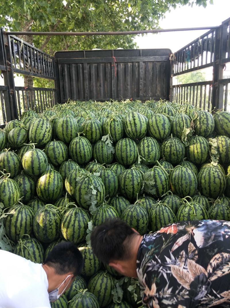 山东省泗水县甜王西瓜大量上市成熟度高个头适中