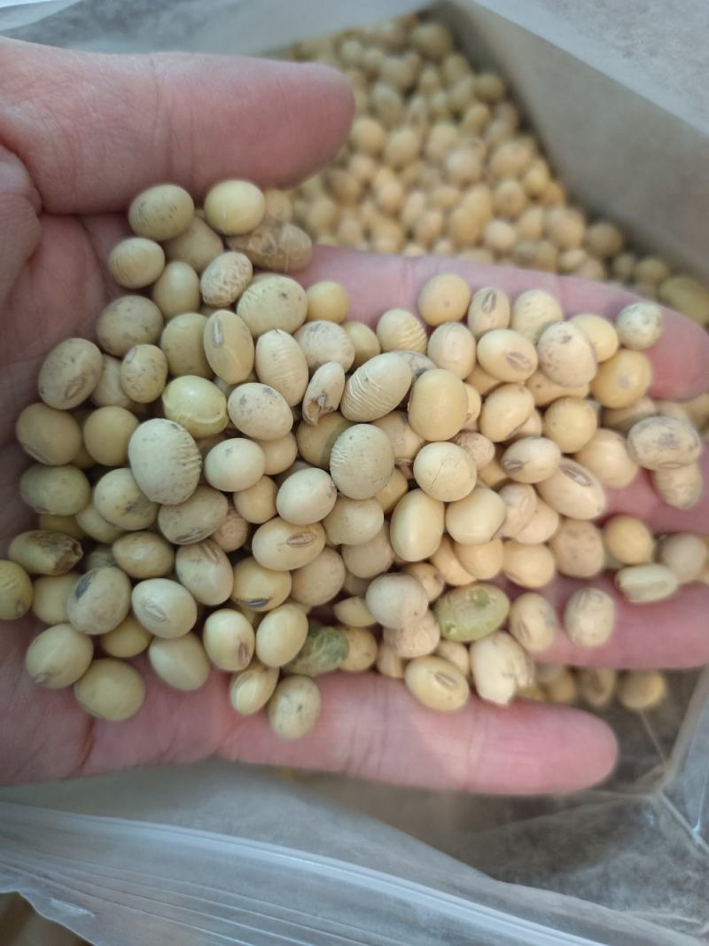 黄豆
