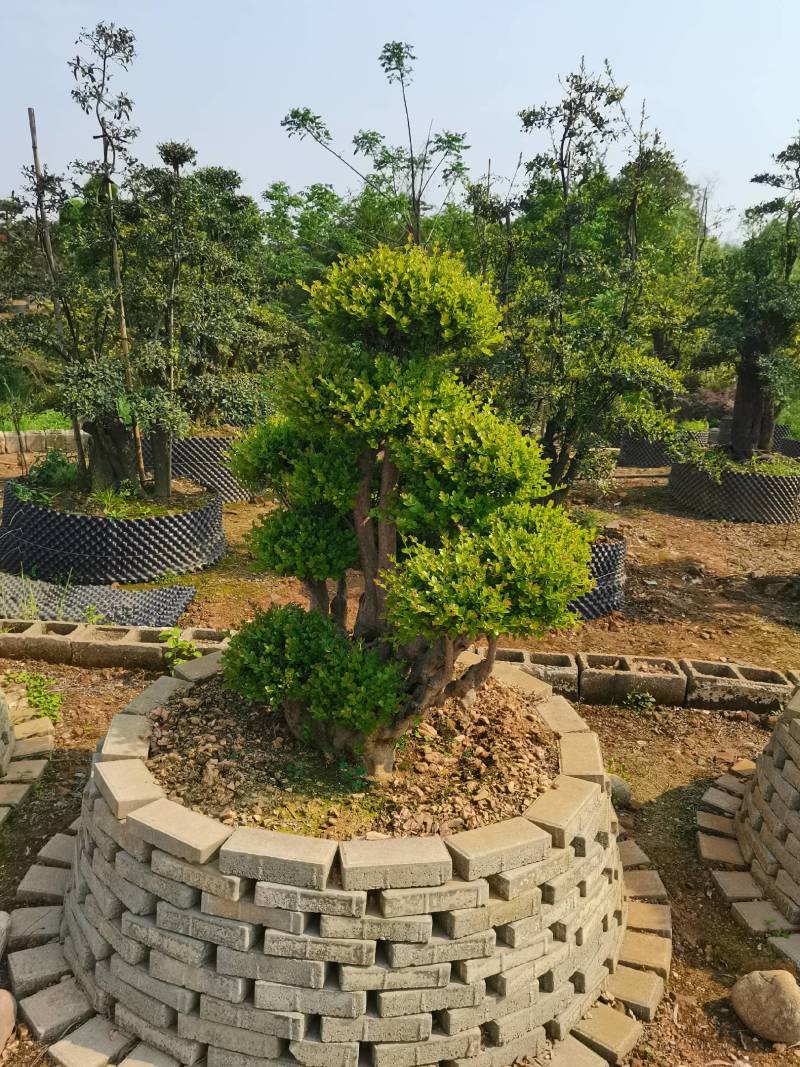 产地批发精品移栽赤楠桩景多头赤楠盆景多杆赤楠地景量大从优