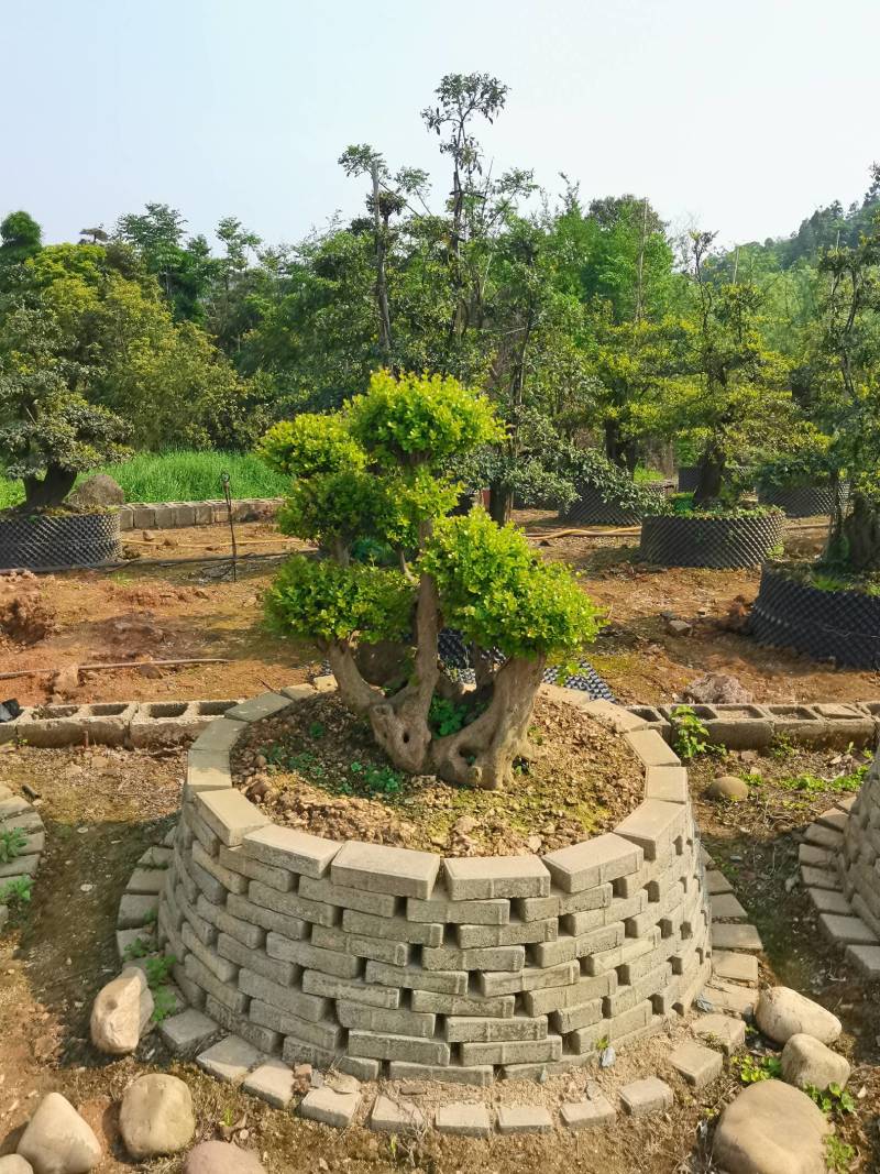 产地批发精品移栽赤楠桩景多头赤楠盆景多杆赤楠地景量大从优
