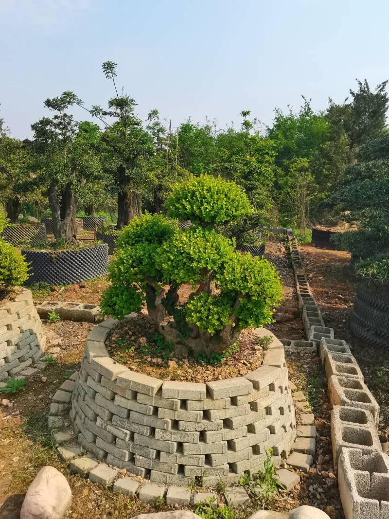 产地批发精品移栽赤楠桩景多头赤楠盆景多杆赤楠地景量大从优