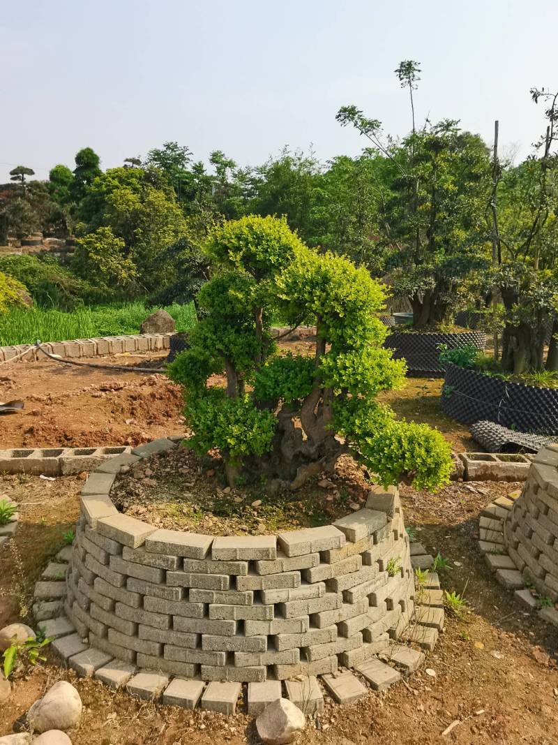 产地批发精品移栽赤楠桩景多头赤楠盆景多杆赤楠地景量大从优