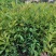 巴西长果大果黑玫瑰樱桃巴西甜樱桃果树新品种南北方种植盆栽