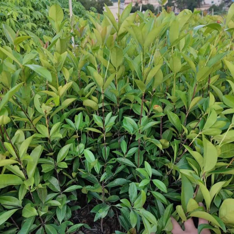 巴西长果大果黑玫瑰樱桃巴西甜樱桃果树新品种南北方种植盆栽