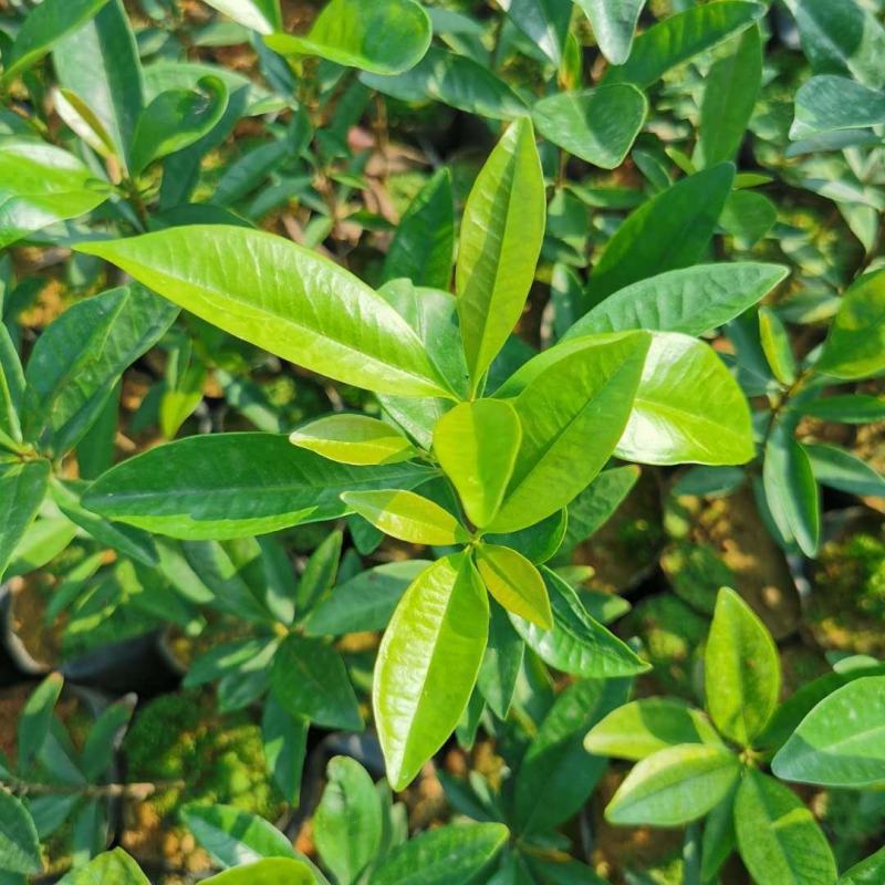 巴西长果大果黑玫瑰樱桃巴西甜樱桃果树新品种南北方种植盆栽