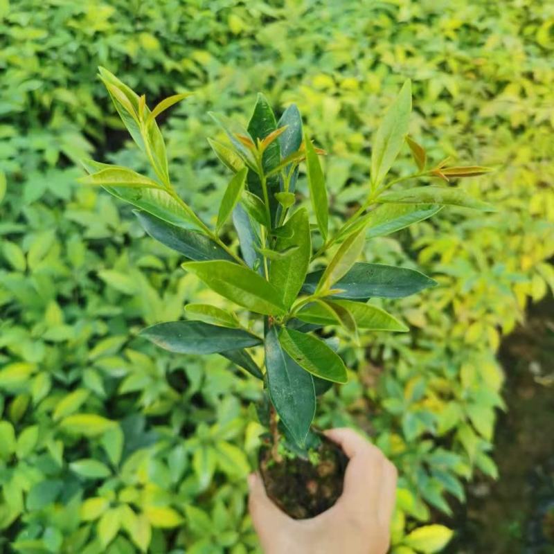 巴西长果大果黑玫瑰樱桃巴西甜樱桃果树新品种南北方种植盆栽