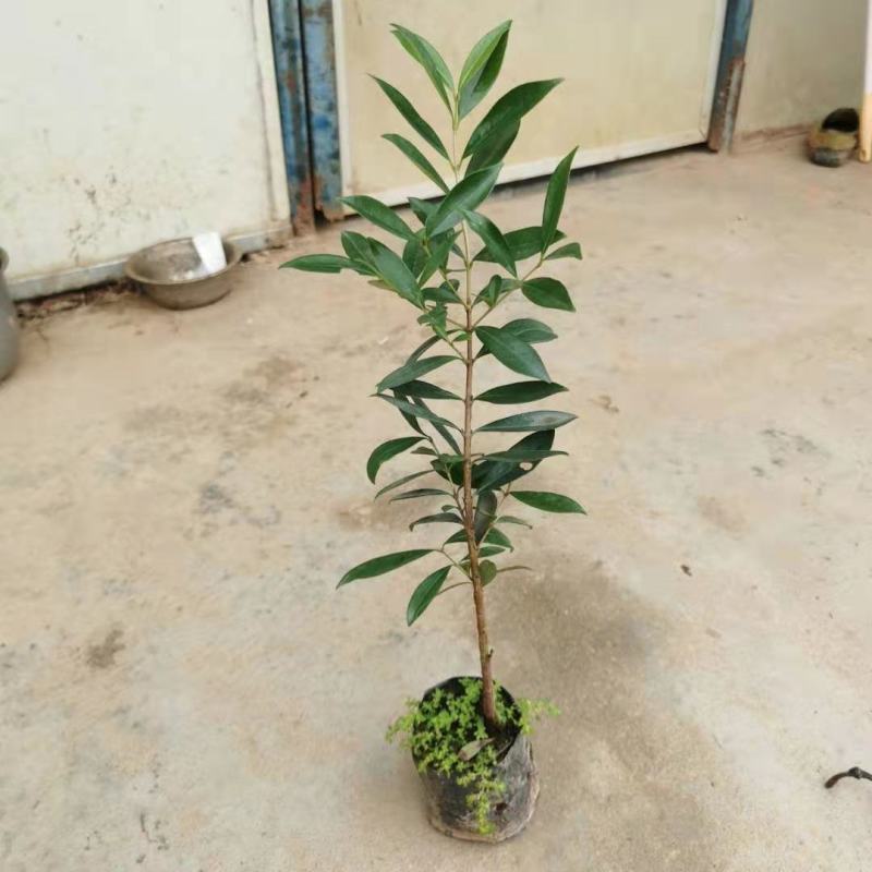 巴西长果大果黑玫瑰樱桃巴西甜樱桃果树新品种南北方种植盆栽