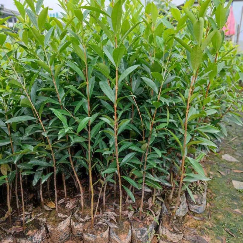 巴西长果大果黑玫瑰樱桃巴西甜樱桃果树新品种南北方种植盆栽