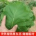 新鲜粽叶采摘粽子叶端午用槲叶菠萝柞树叶玻璃叶100片胡叶