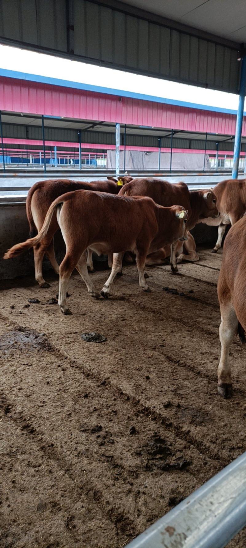 鲁西黄牛牛犊肉牛苗改良西门塔尔牛肉牛犊出售包邮到家