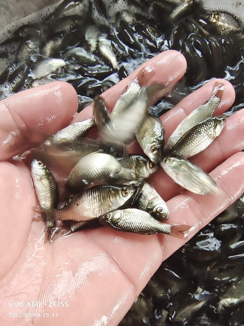 中科三号鲫鱼苗