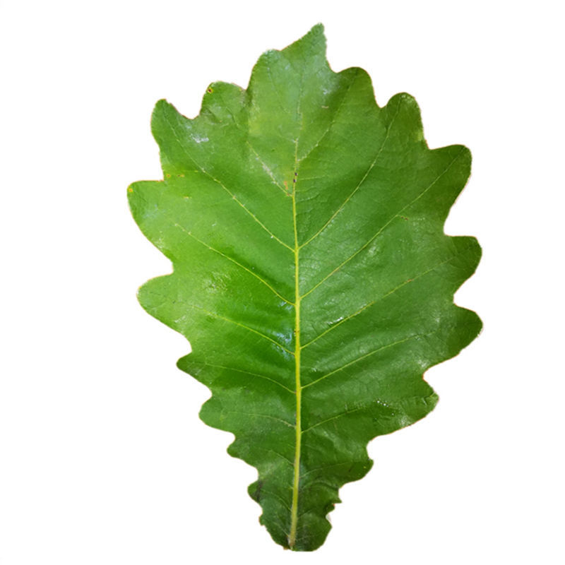 新鲜粽叶采摘粽子叶端午用槲叶菠萝柞树叶玻璃叶100片胡叶