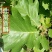 新鲜粽叶采摘粽子叶端午用槲叶菠萝柞树叶玻璃叶100片胡叶
