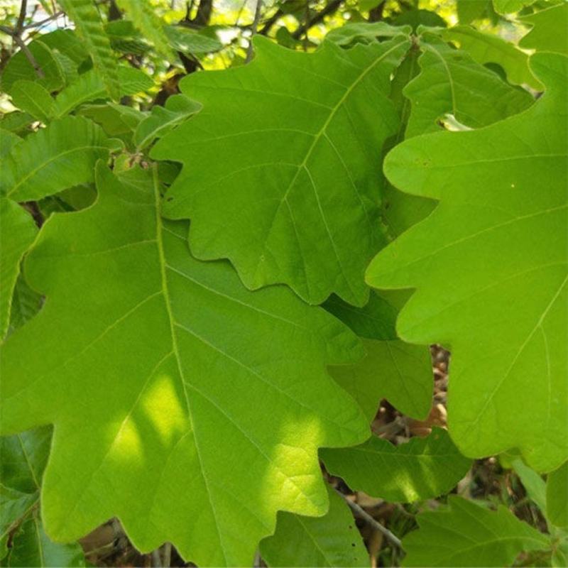 新鲜粽叶采摘粽子叶端午用槲叶菠萝柞树叶玻璃叶100片胡叶