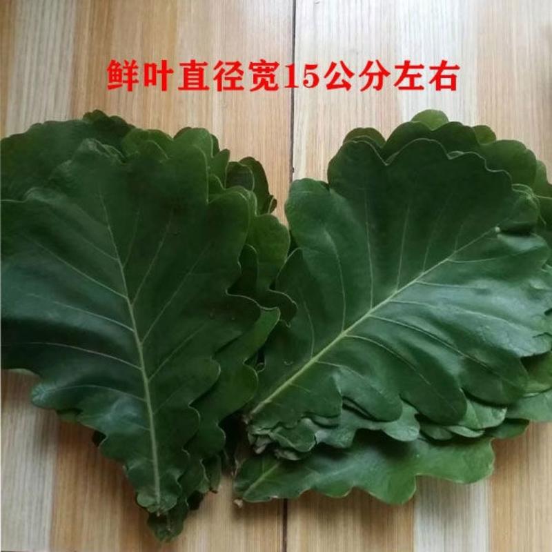 新鲜粽叶采摘粽子叶端午用槲叶菠萝柞树叶玻璃叶100片胡叶