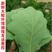 新鲜粽叶采摘粽子叶端午用槲叶菠萝柞树叶玻璃叶100片胡叶