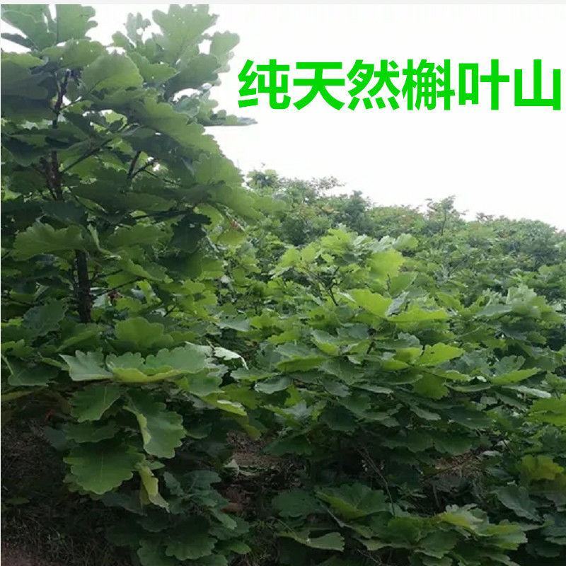 新鲜粽叶采摘粽子叶端午用槲叶菠萝柞树叶玻璃叶100片胡叶