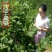 新鲜粽叶采摘粽子叶端午用槲叶菠萝柞树叶玻璃叶100片胡叶