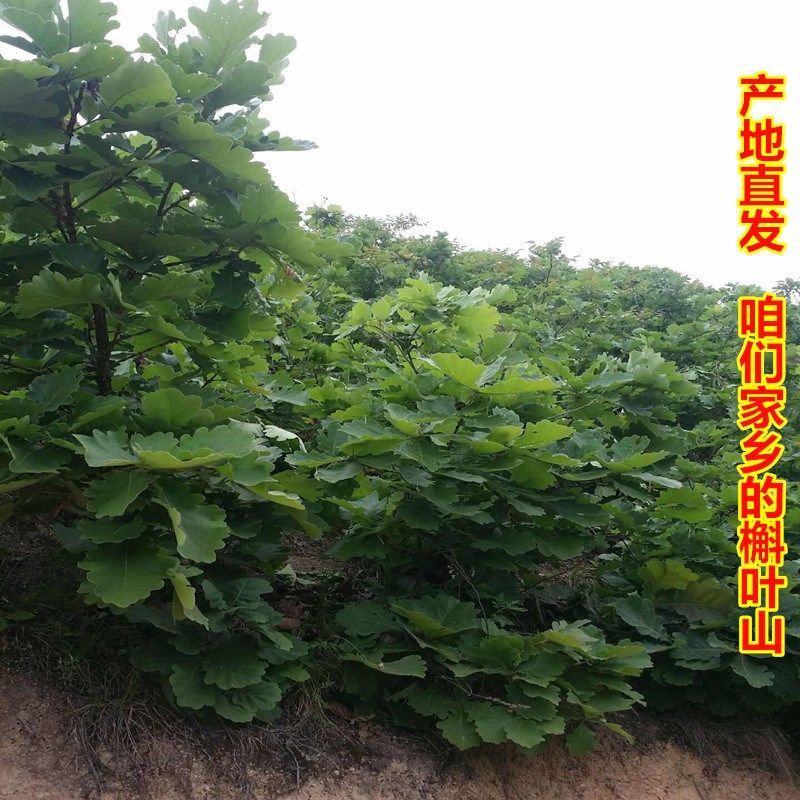 新鲜粽叶采摘粽子叶端午用槲叶菠萝柞树叶玻璃叶100片胡叶